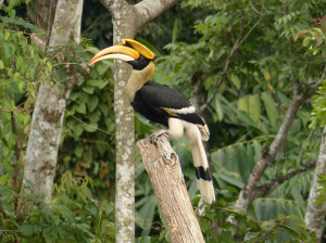 great-hornbill4