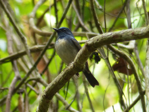 hainan-blue-flycatcher2