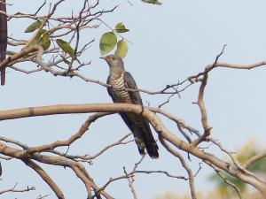 himalayan-cuckoo2