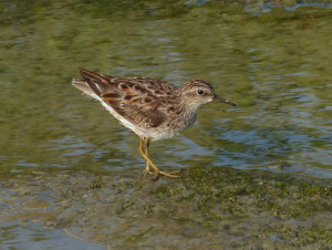 long-toed-stint5