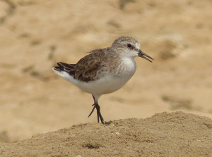 red-necked-stint3