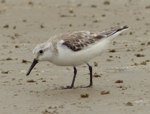 sanderling2