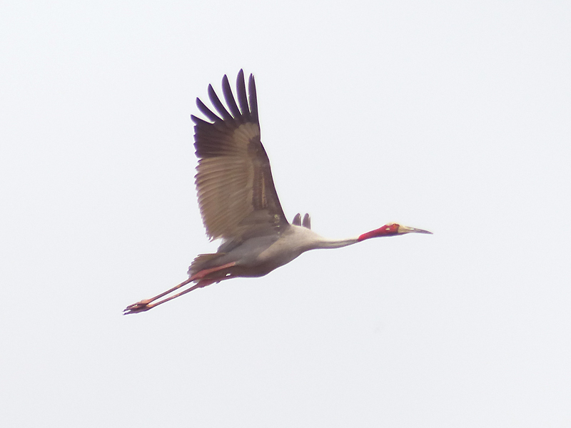 sarus-crane