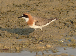 greater-sand-plover3