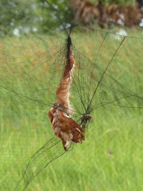 Bird Persecution Using Mist Nets: Thailand Birding