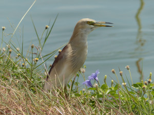 indian-pond-heron