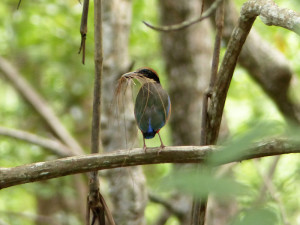 mangrove-pitta