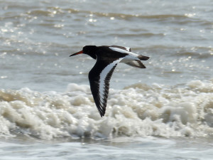 oystercatcher4