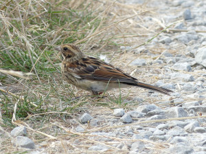 reed-bunting4