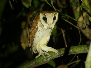 Oriental-Bay-Owl