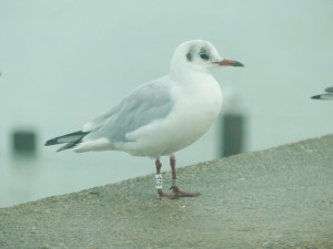 ringed-black-headed-gull