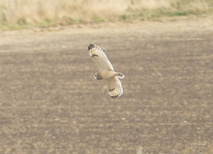 short-eared-owl-facebook