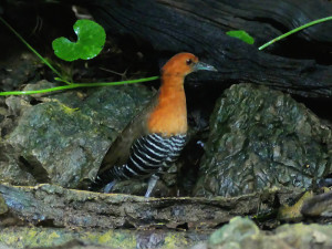 Slaty-legged-crake