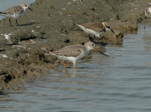 Terek-sandpiper2