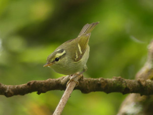 Blyths-leaf-warbler5