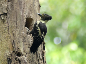 Black-and-buff-woodpecker4