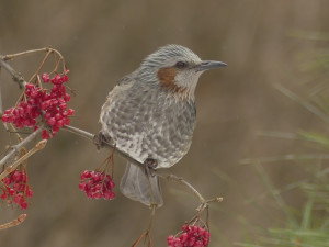 Brown-cheeked-bulbul4