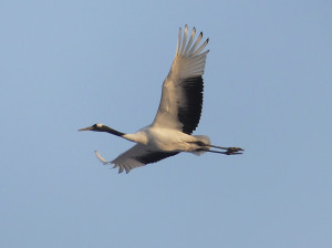 Red-crowned-crane4
