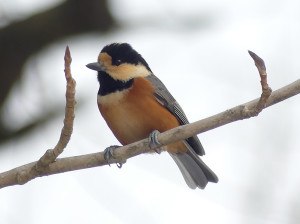 Varied-tit2