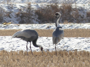 White-naped-crane4