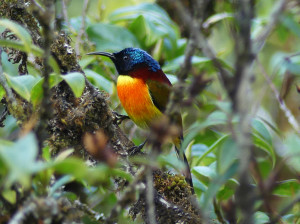 Green-tailed-sunbird