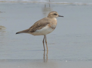 Oriental-plover1