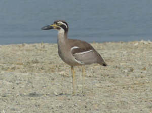 Beach-thick-knee2