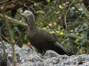 Grey-peacock-pheasant2