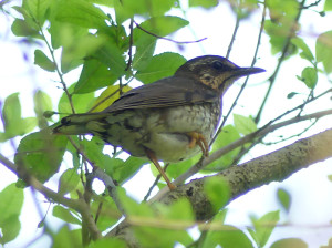 Siberian-thrush