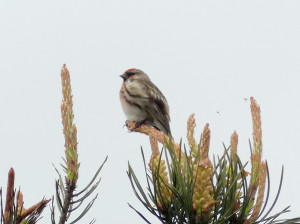 Lesser-redpoll