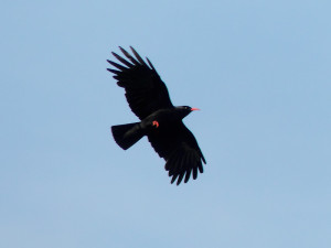 Red-billed-chough