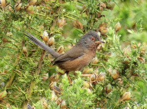 Dartford-warbler4