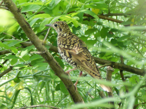 Whites-thrush