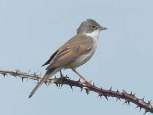 Whitethroat2