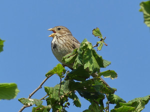 Corn-bunting20