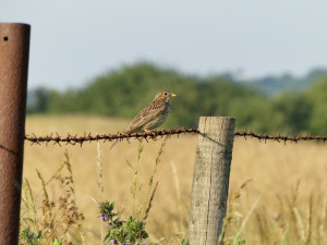 Corn-bunting21