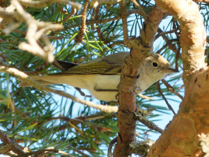 Western-bonellis-warbler