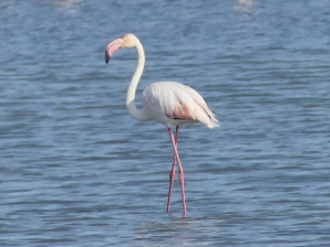 Greater-flamingo