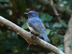 Hainan-blue-flycatcher5