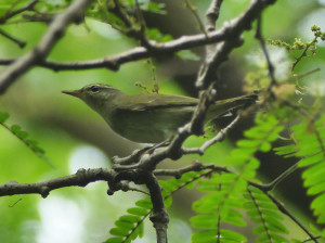 Kamchatka-leaf-warbler1