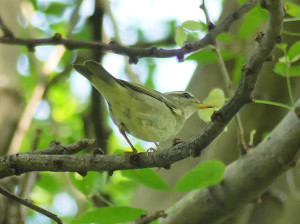 Arctic-warbler3