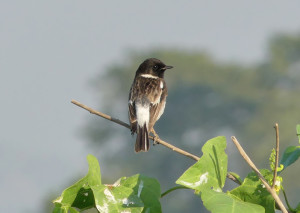 White-tailed-stonechat2