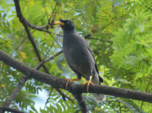 Javan-Myna