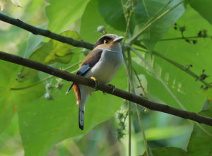 Silver-breasted-broadbill9