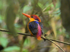 Black-backed-kingfisher2