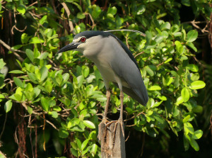 Black-crowned-night-heron5