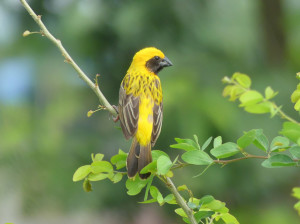 Asian-golden-weaver10