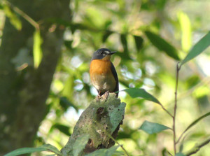 Mangrove-blue-flycatcher-female