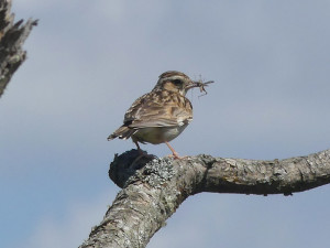 Woodlark3