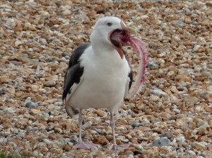 great-black-backed-gull10